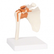 25202 Model ramena sa ligamentima