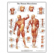 Anatomski poster mišićnog sustava