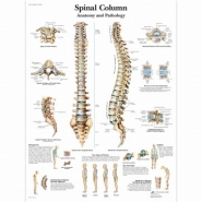 Anatomski poster kralježnice