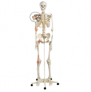 Kostur sa ligamentima 180cm